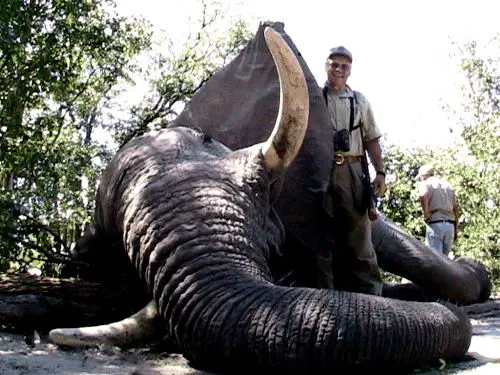 elephant » Outdoors International In some areas there are more elephants than the region can support, so some numbers need to be removed to guarantee the future of each biome and the other species that rely on that habitat for their survival, including the elephant.