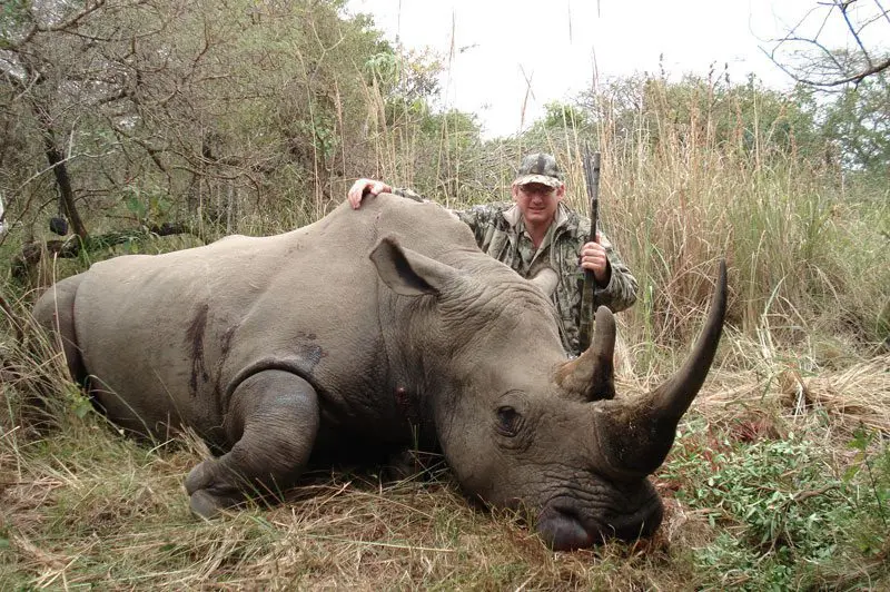 white-rhino » Outdoors International A legally hunted white rhino in South Africa.