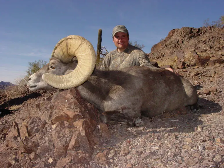 desert-bighorn-sheep sonora mexico » Outdoors International Desert Bighorn Sheep