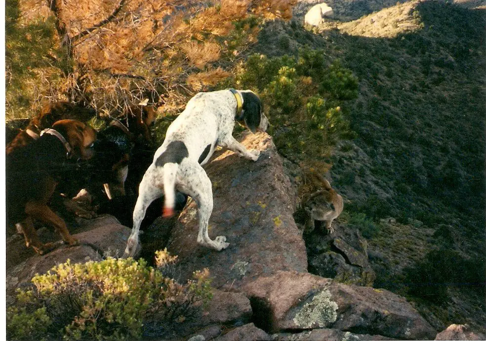 Dry Ground arizona-lion-hunting hounds Cory Glauner » Outdoors International Dry Ground Mountain Lion Hunting in Arizona