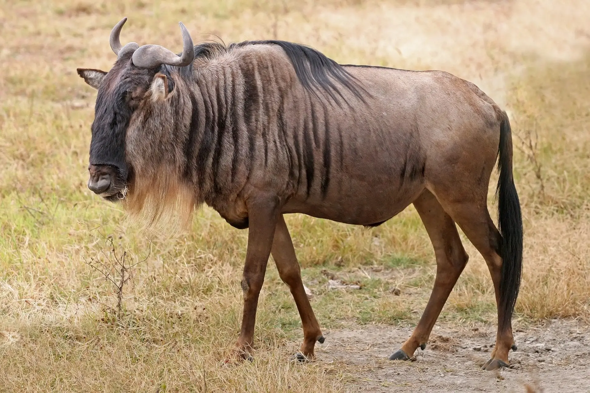 The Blue Wildebeest goes by a variety of names.