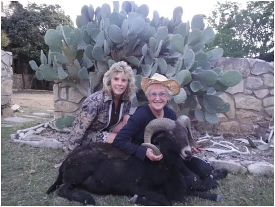 Sheep hunting in Hawaii