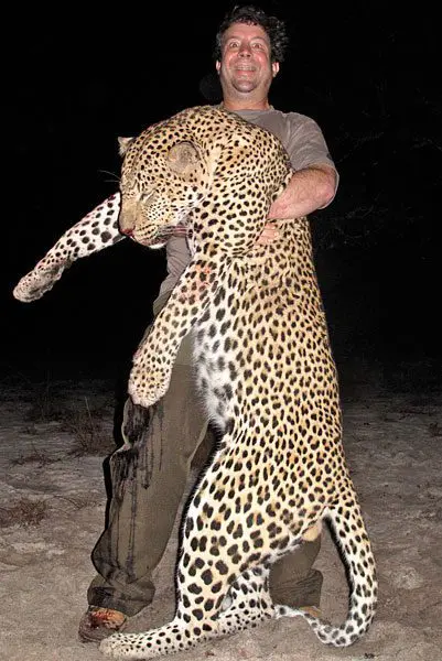 mozambique-leopard » Outdoors International A huge leopard taken in Mozambique