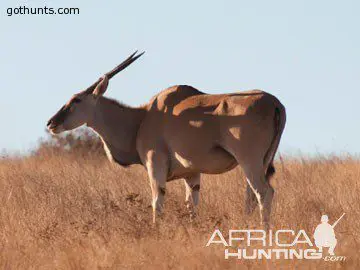eland cow Eland cow