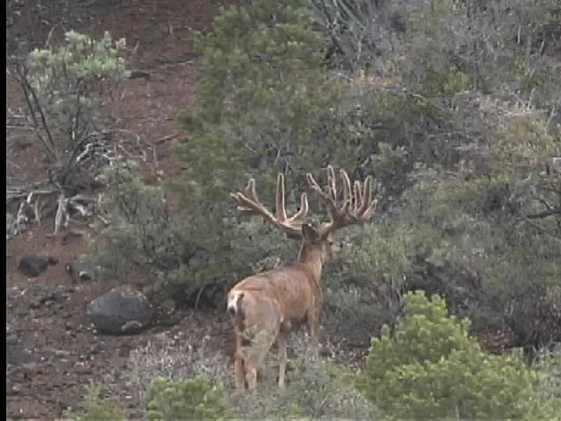 » Outdoors International A huge mule deer on the Arizona Strip