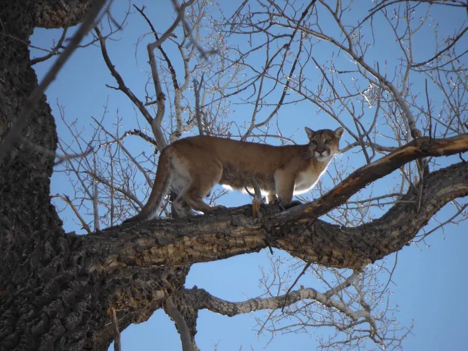 Colorado Mountain Lion Hunting - Live Cougar Treed LOU1 » Outdoors International Mountain lion treed