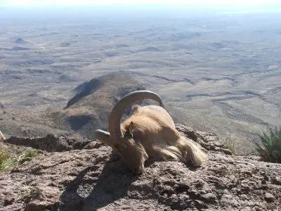 Having the right gear for an aoudad hunt is critical.
