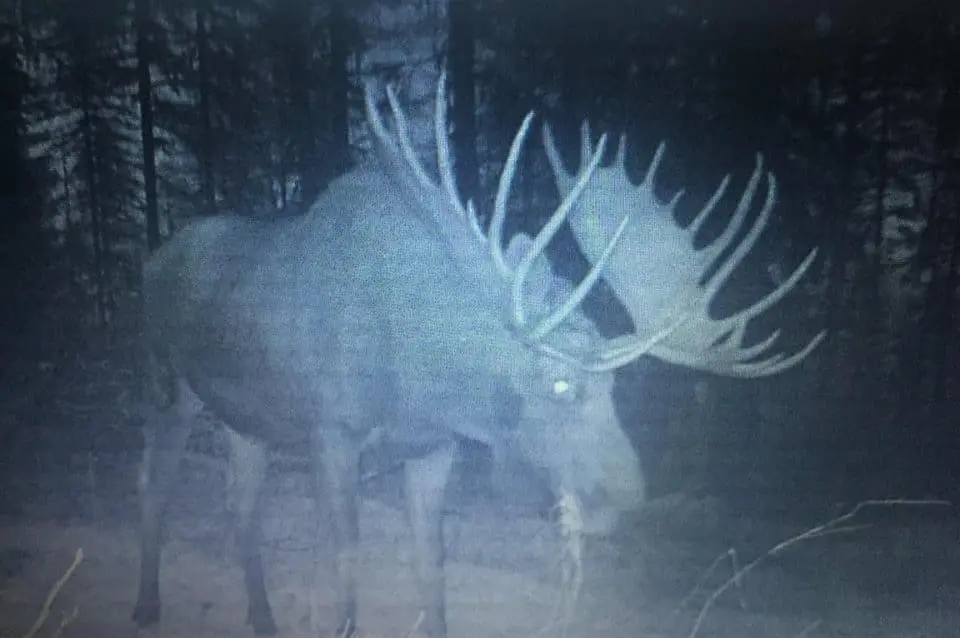 Huge-Washington-shiras-moose-on-trail-cam-e1565126879628 » Outdoors International Huge Washington shiras moose on trail cam in our outfitter's hunting area.