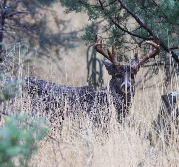 Arizona-coues-deer-live » Outdoors International Coues deer hunting