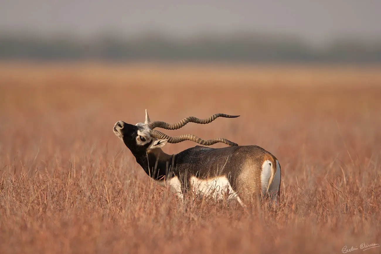 Blackbuck-antelope live » Outdoors International Blackbuck antelope