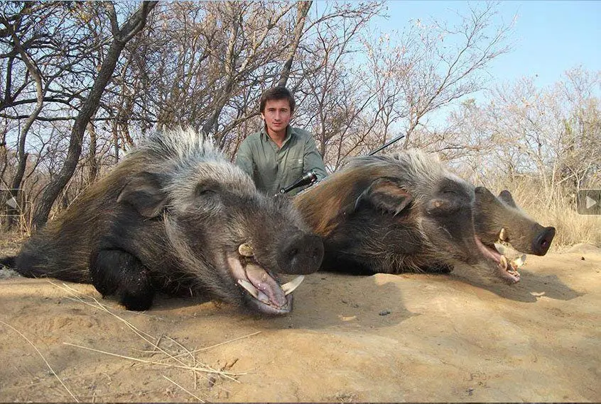A bushpig is needed to complete the ham slam.