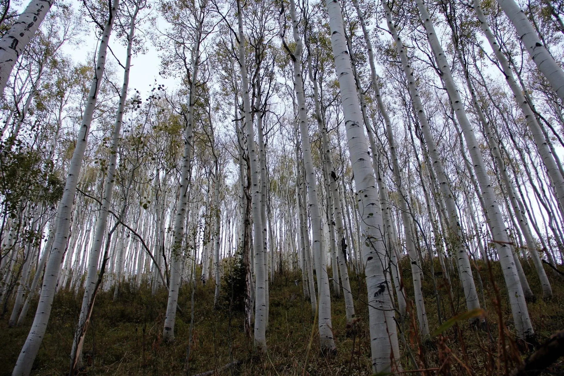 Hunting the aspens in Utah