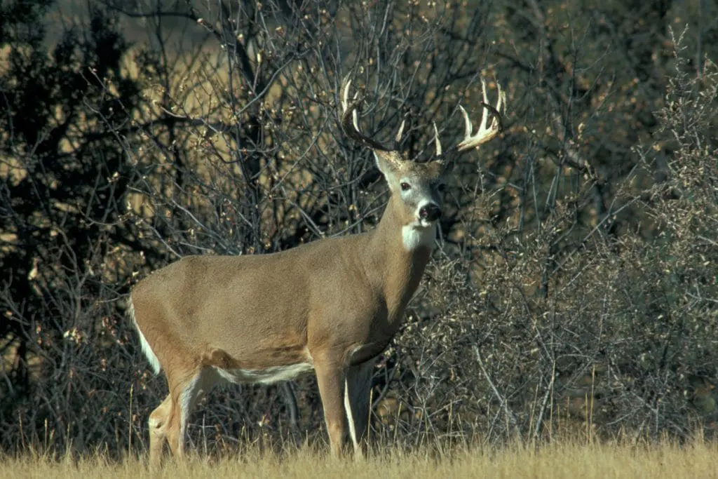 A nice whitetail buck
