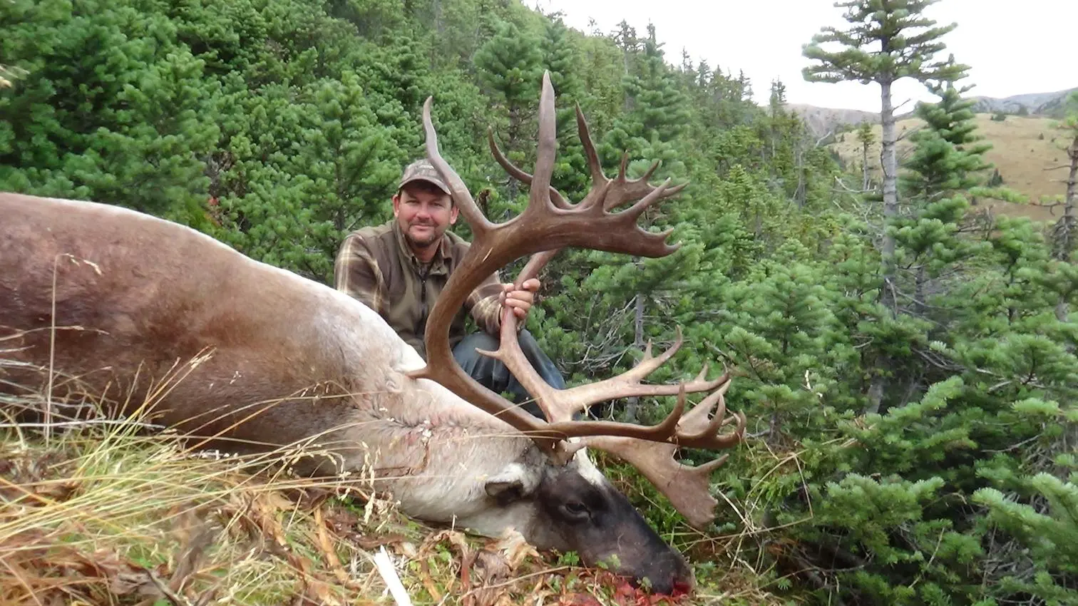 TMO-British-Columbia-Mountain-Caribou » Outdoors International A beautiful Mountain Caribou