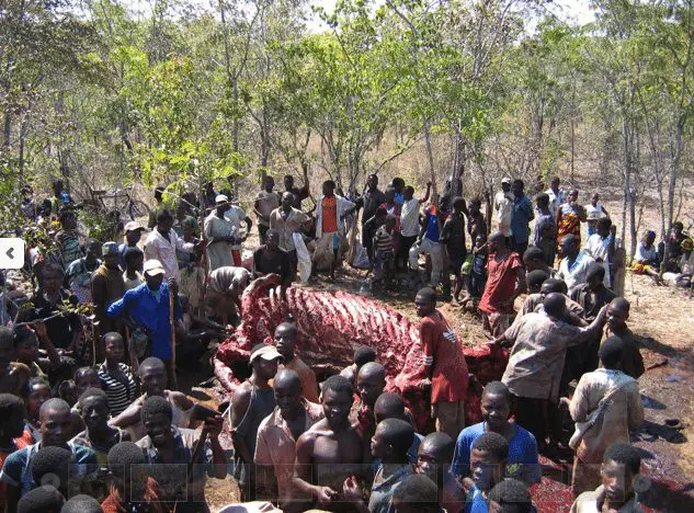 Butchering-an-elephant » Outdoors International Butchering an elephant