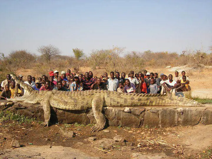 A huge man eating crocodile