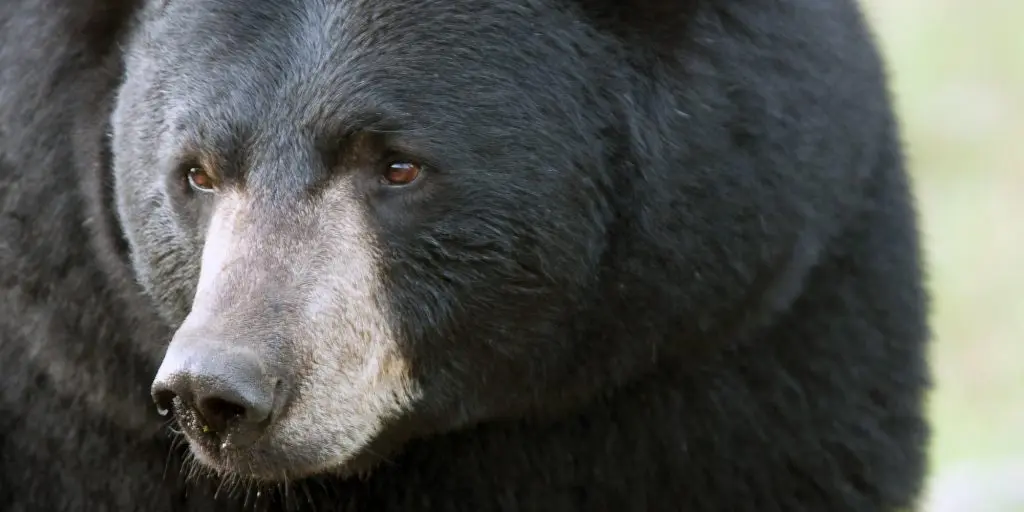A mature boar’s head is quite wide, and will have a thicker, stouter neck.