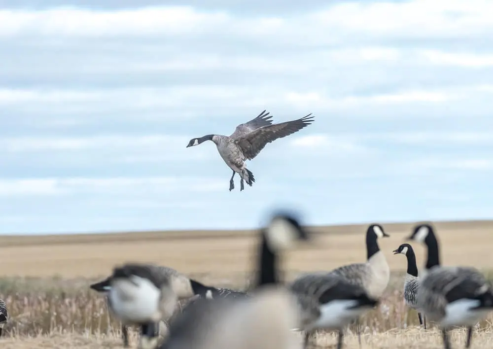 Saskatchewan Waterfowl Hunting