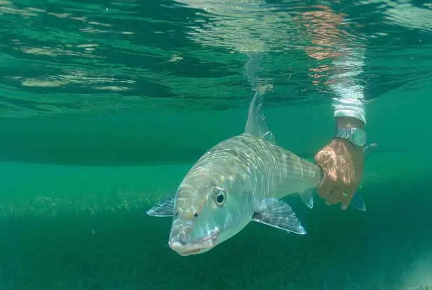 Bonefish ยป Outdoors International Releasing a bonefish