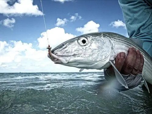 Bonefish » Outdoors International Bonefish