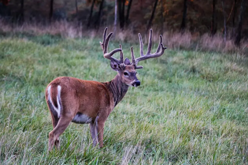 Ohio deer hunting