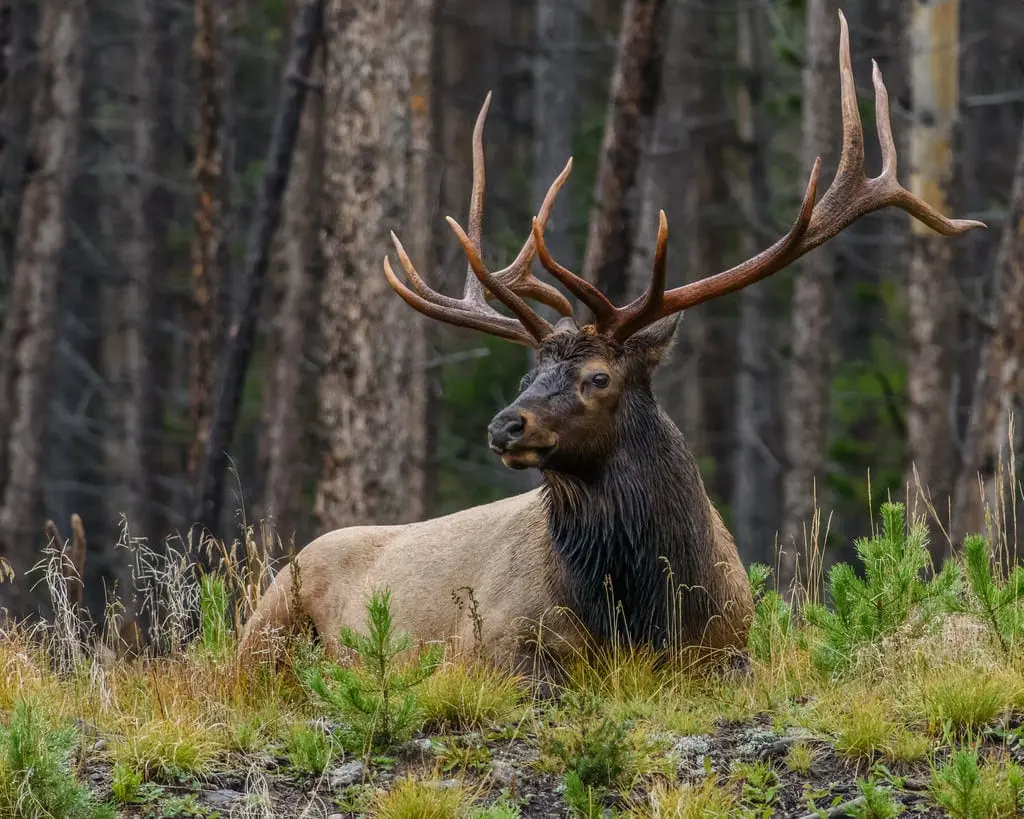 Elk hunting