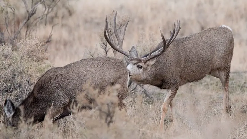 Mule deer hunting