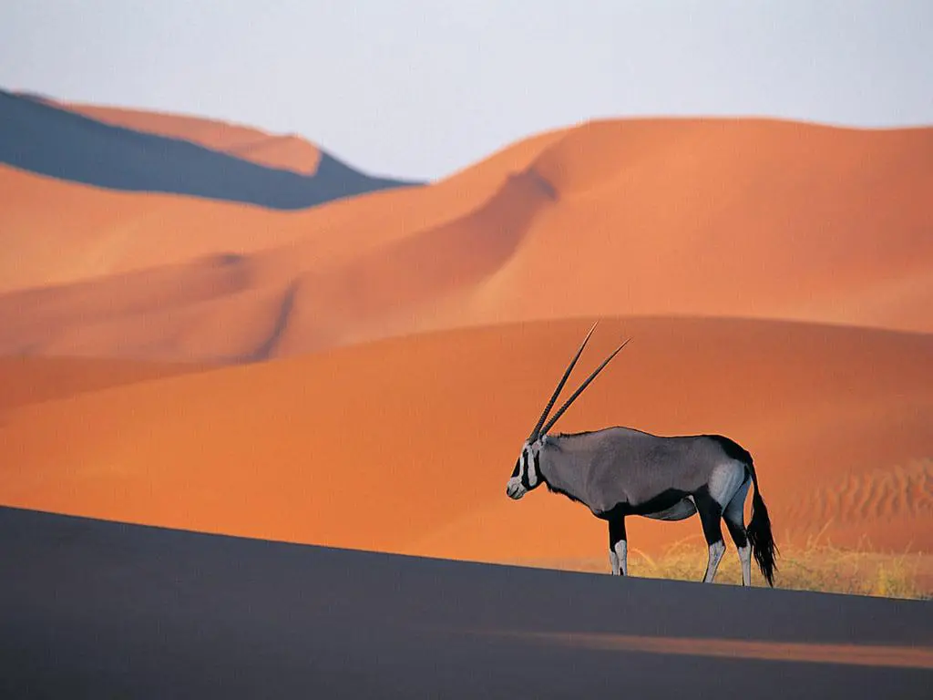 Gemsbok in Namibia