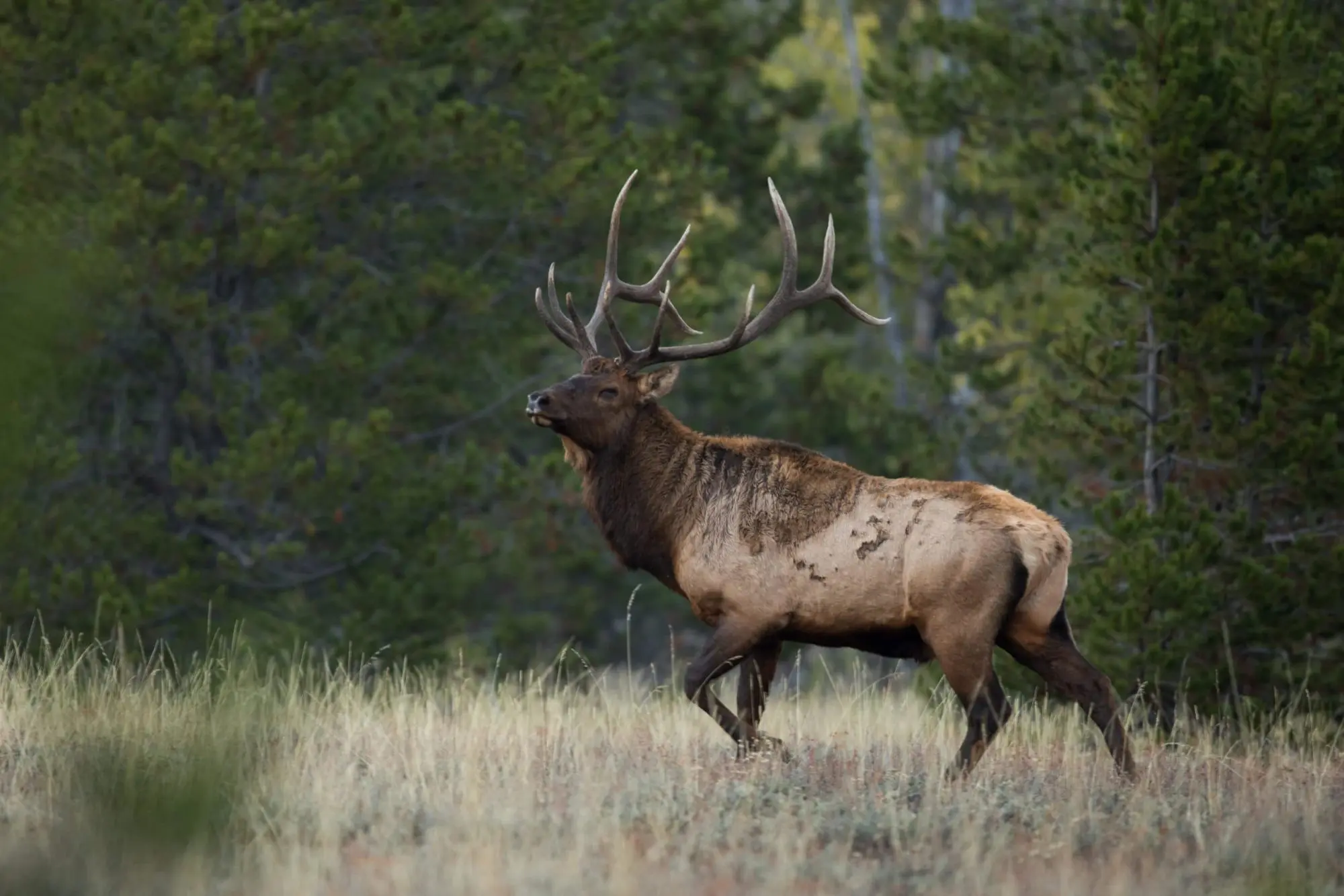 A great wyoming bull