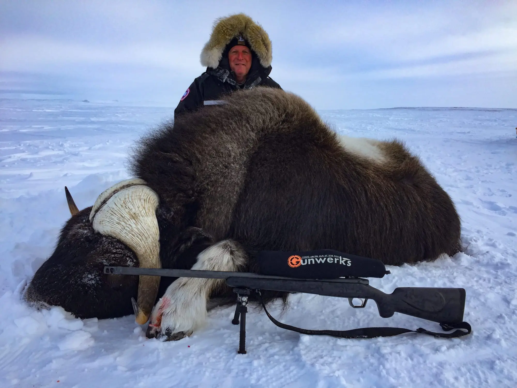 Nunavut Muskox CNO1 Canada North Outfitting » Outdoors International huge muskox bull taken on a spring hunt in Nunavut, Canada