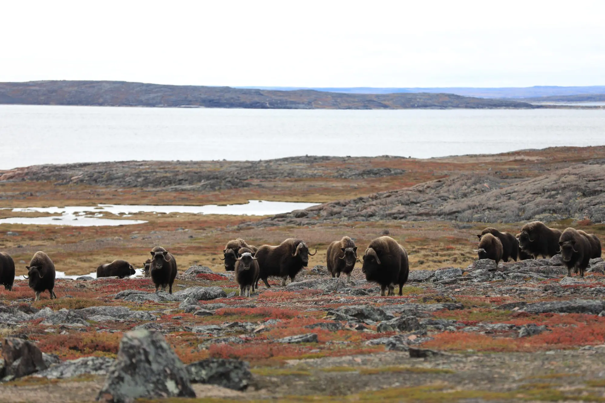 Muskox herd live » Outdoors International When you are muskox hunting Canada you can expect to see lots of trophy animals.