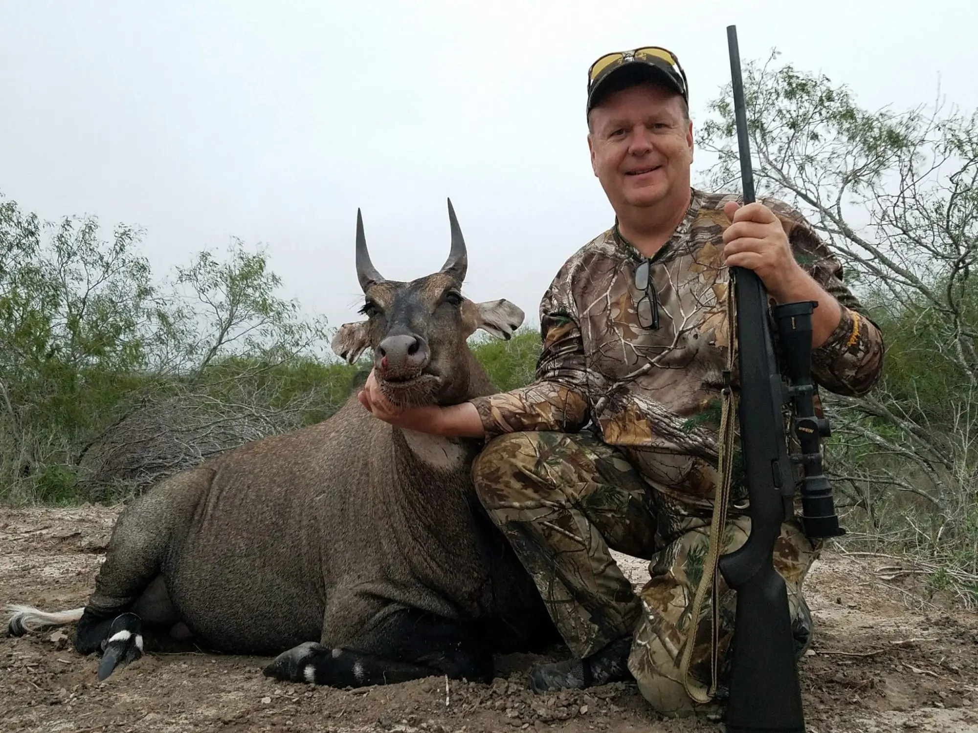 Texas Exotics Hunting for nilgai