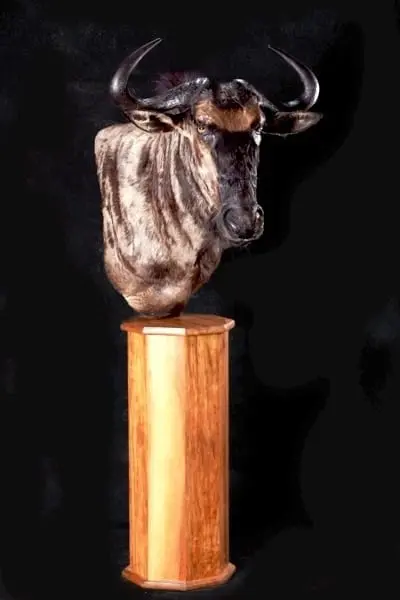 Blue-wildebeest-pedestal-mount » Outdoors International Blue wildebeest can make a beautiful mount