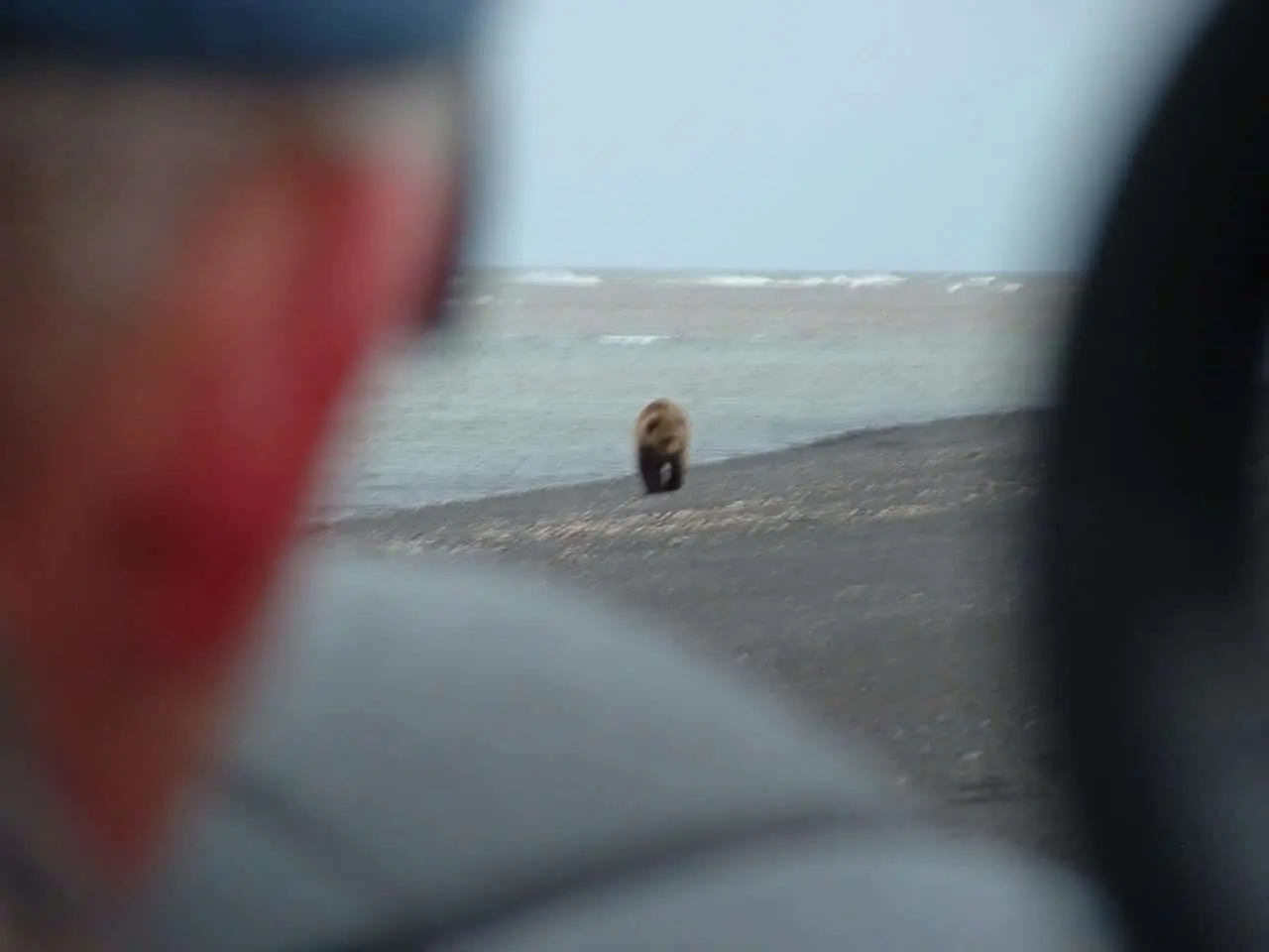Field Judging a Brown Bear