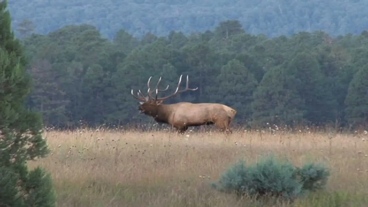 Elk-hunting-in-Arizona » Outdoors International Top 5 elk units in Arizona