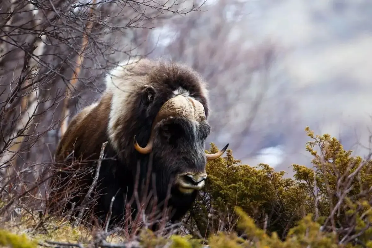 Muskox hunting