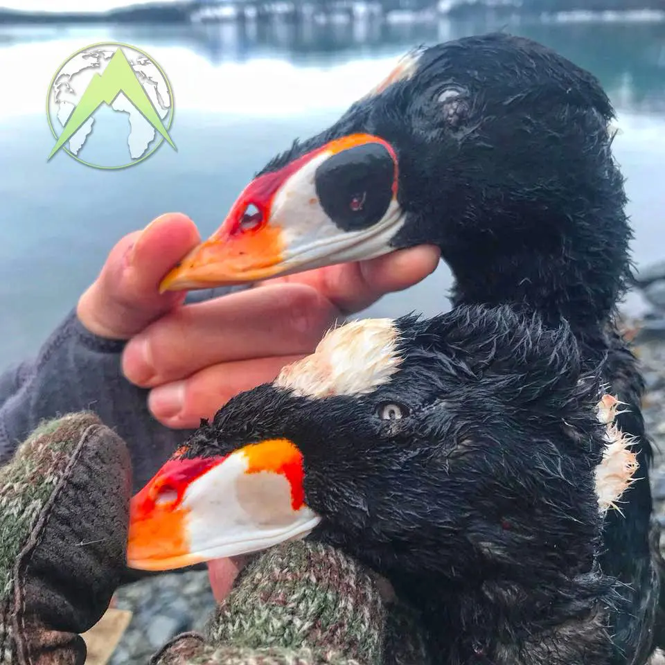 Scoter Sea Duck Waterfowl Hunting Alaska PMG » Outdoors International This area of Alaska has some incredible Surf Scoter hunting.