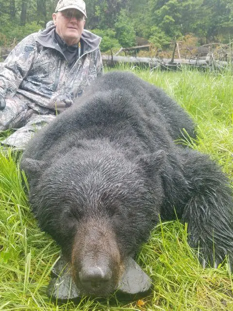 Alaska Black Bear Prince of Wales Island » Outdoors International A nice Prince of Wales black bear