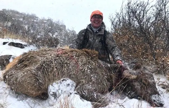 Cow elk hunt in New Mexico