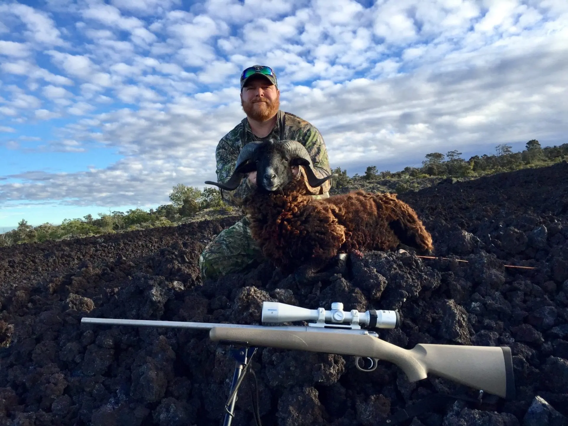 A nice feral ram