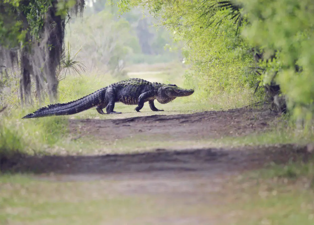 Alligator hunting
