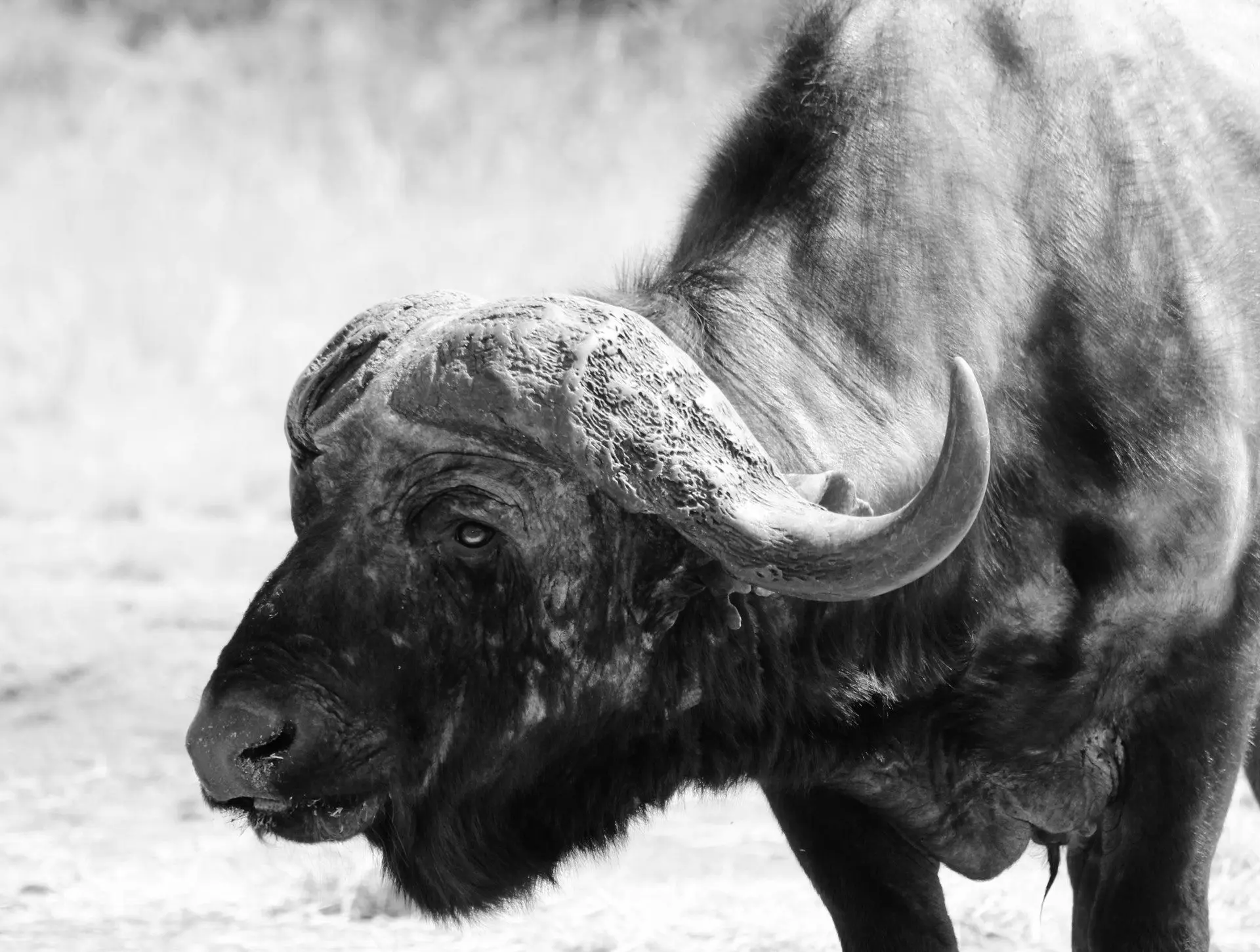 Best Caliber for Hunting Cape Buffalo