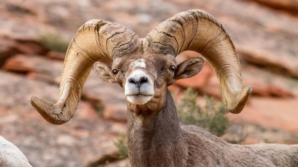 Desert Bighorn Sheep Hunting Guides and Outfitters