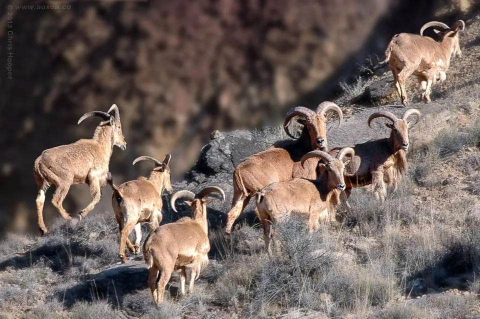 aoudad-herd live texas » Outdoors International Texas aoudad hunting is incredibly fun.