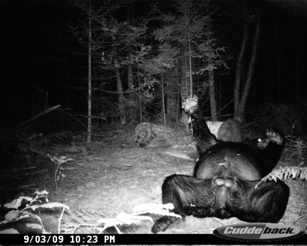 Bear Baiting Tips