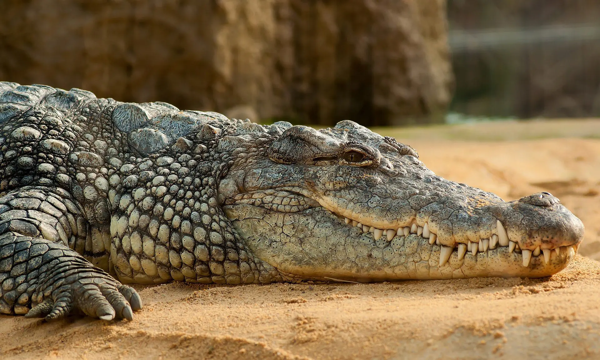 Crocodile hunting