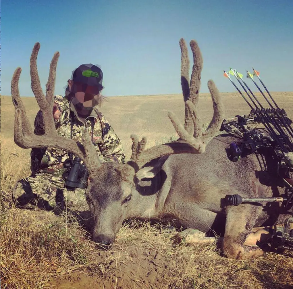 An OI client with a great archery mule deer