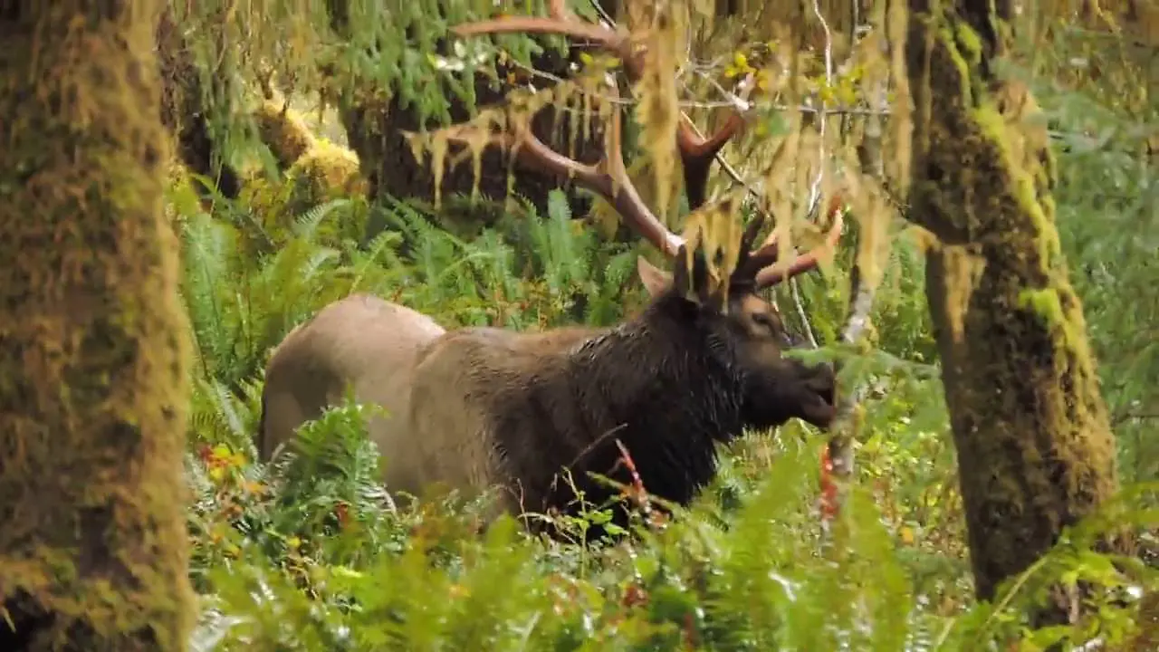 Roosevelt Elk