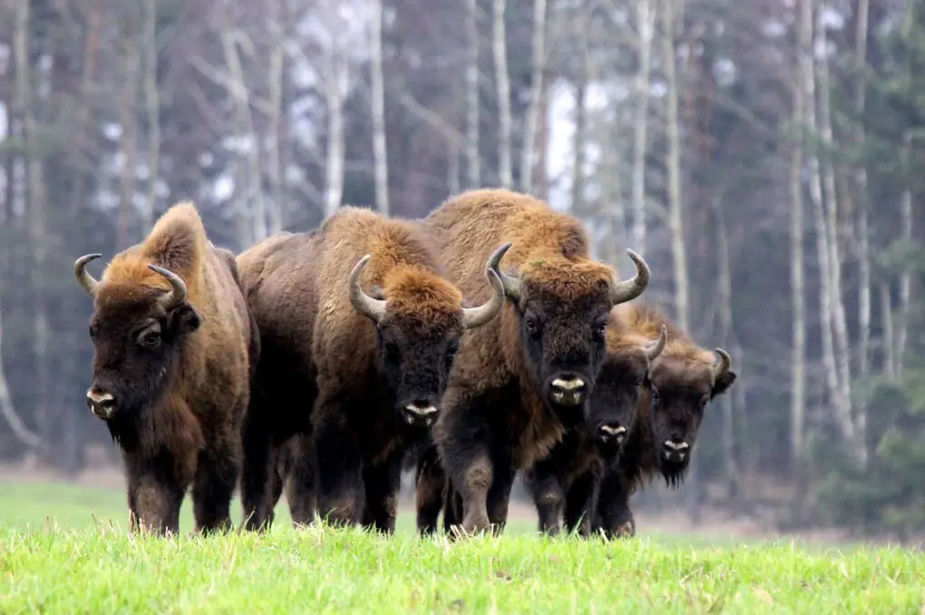 Poland European Bison live » Outdoors International European Bison herd