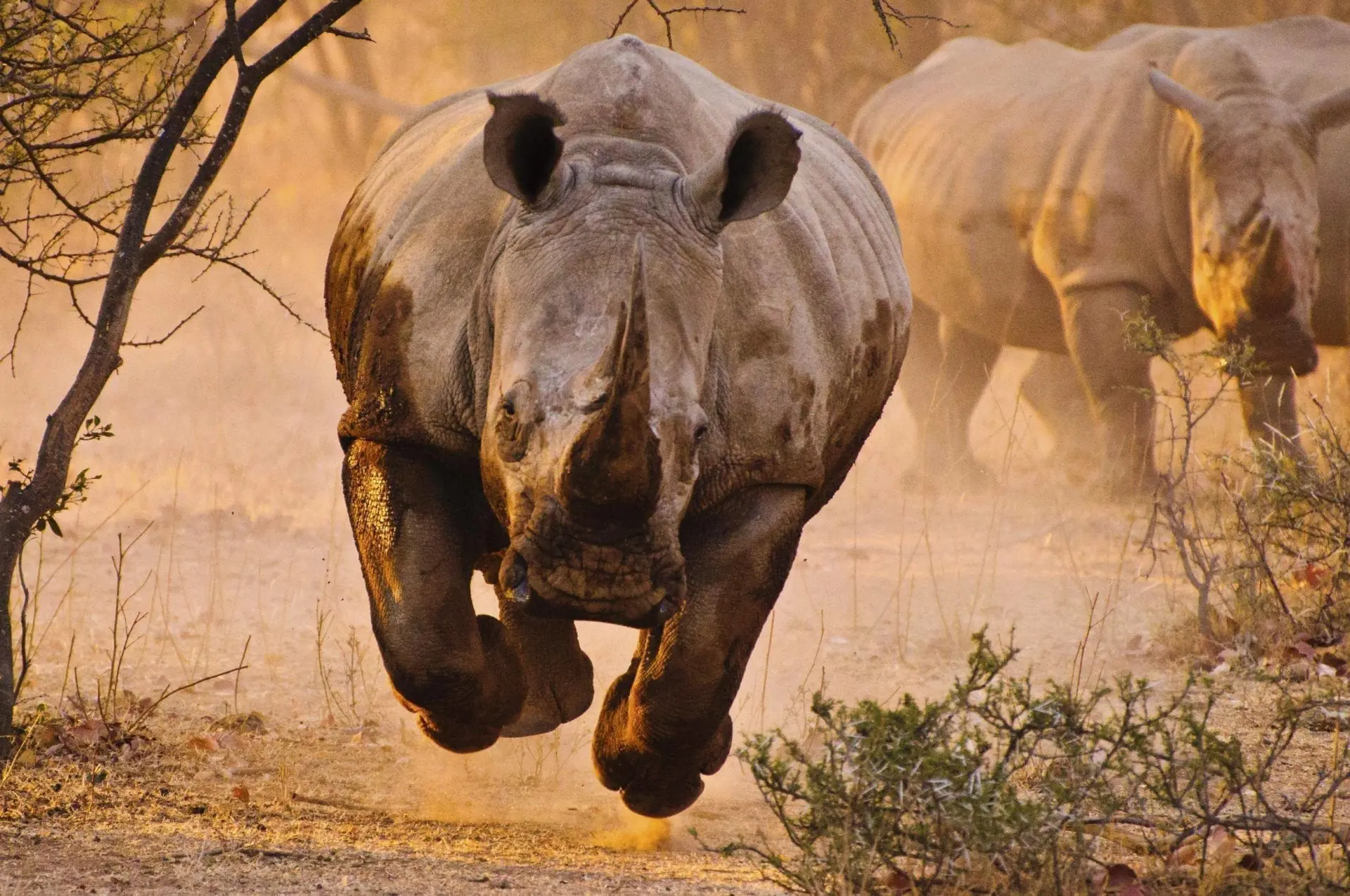 Rhino charging